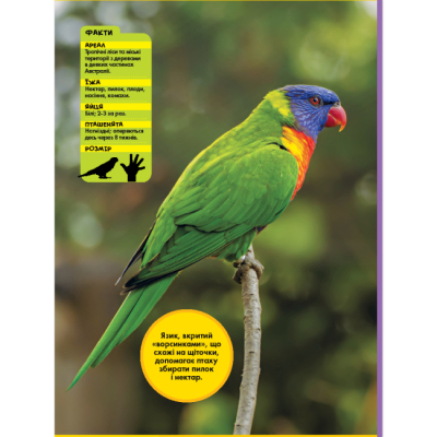 Пізнавальні книги (4-10 років) - Книжка «National Geographic. Моя перша енциклопедія. Птахи» Кетрін Г'юз (9786171600782)#2