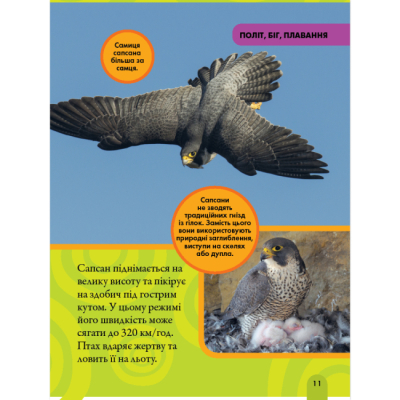 Пізнавальні книги (4-10 років) - Книжка «National Geographic. Моя перша енциклопедія. Птахи» Кетрін Г'юз (9786171600782)#5