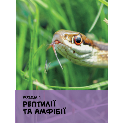 Пізнавальні книги (4-10 років) - Книжка «National Geographic. Моя перша енциклопедія. Рептилії та амфібії» Кетрін Г'юз (9786171600799)#3