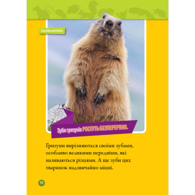 Познавательные книги (4-10 лет) - Книжка «Шкряб! 100 цікавих фактів про гризунів» Роуз Девідсон (9786171600805)#7