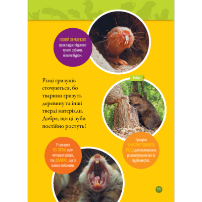 Познавательные книги (4-10 лет) - Книжка «Шкряб! 100 цікавих фактів про гризунів» Роуз Девідсон (9786171600805)#8