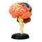 3D-пазлы - Сборная модель Мозг человека 4D Master (26056)#2