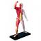 3D-пазлы - Сборная модель Мышцы и скелет человека элементов 4D Master (26058)#2