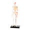 3D-пазлы - Сборная модель Скелет человека элементов 4D Master (26059)#2