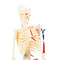 3D-пазлы - Сборная модель Скелет человека элементов 4D Master (26059)#3