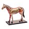 Навчальні іграшки - Об’ємна збірна анатомічна модель Кінь 4D Master (26101)#2