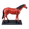 Обучающие игрушки - Сборная модель Master Лошадь 4D Master (26101)#3