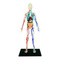 3D-пазлы - Сборная модель Тело человека прозрачное 4D Master (26070)#2
