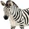 Фигурки животных - Пластиковая фигурка Schleich Зебра 12 x 3,2 x 8,5 см (14810)#2