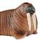 Фигурки животных - Пластиковая фигурка Schleich Морж 12,6 x 6,3 x 5,1 см (14803)#2