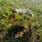 Фигурки животных - Фигурка Lanka Novelties Аргентинская рогатая жаба 22 см (21565)#2