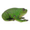 Фигурки животных - Фигурка Lanka Novelties Зеленая древесная жаба 22 см (21554)#2