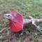 Фигурки животных - Фигурка Lanka Novelties Плащеносная ящерица 55 см (21550)#3