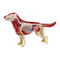 Навчальні іграшки - Об'ємна модель 4D Master Собака золотистий ретрівер (FM-622007)#3