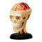 Навчальні іграшки - Об'ємна модель 4D Master Черепно-мозкова коробка людини (FM-626005)#2