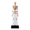Навчальні іграшки - Об'ємна модель 4D Master Скелет людини (FM-626011)#2