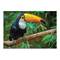 Пазли - Пазл DoDo Птах тукан Бразилія 47 x 33 см (300400)#2