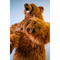 Мягкие животные - Мягкая игрушка Hansa Медведь гризли 165 см (4806021907566)#2
