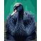 Товары для рисования - Картина по номерам Santi Черный лебедь 40 х 50 см (954514)#2