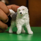 Фигурки животных - Фигурка Schleich Староанглийская овчарка (13968)#2