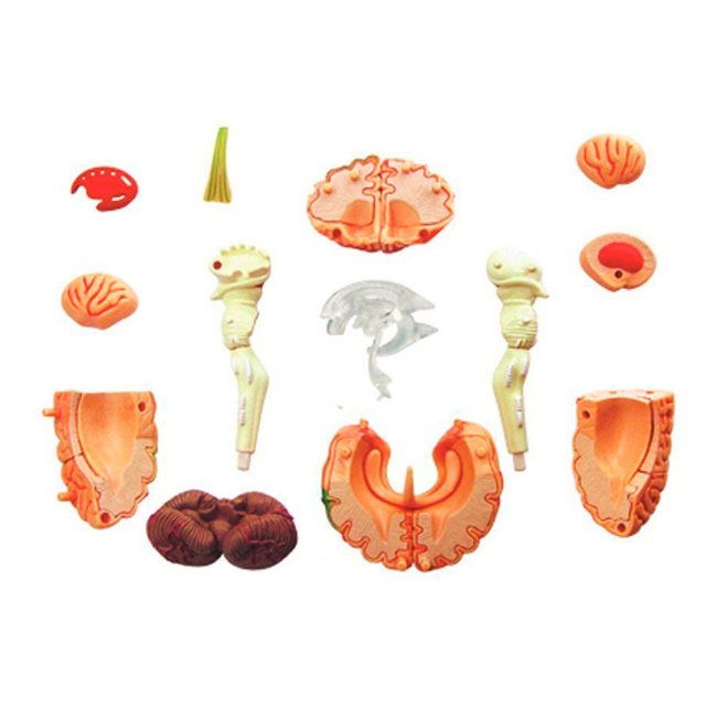 3D-пазли - Об’ємна збірна анатомічна модель Мозок людини 4D Master (26056)#3