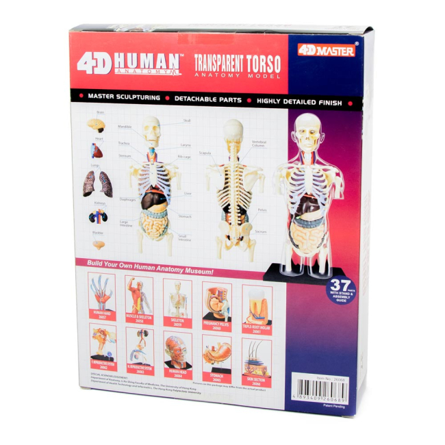3D-пазли - Об’ємна збірна анатомічна модель Прозорий тулуб людини 4D Master (26068)#2