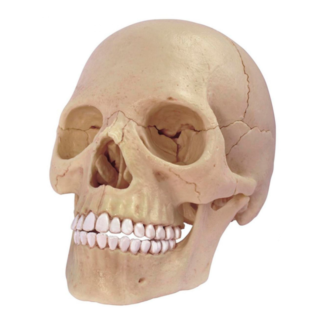 3D-пазли - Об’ємна збірна анатомічна модель Череп людини в розібраному вигляді 4D Master (26086)#2