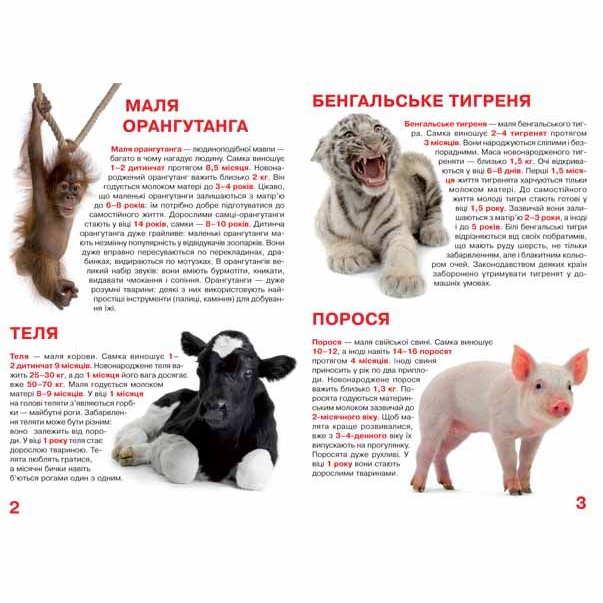 Пізнавальні книги (4-10 років) - Книжка «Велика книга Малята тварин» українською (9786177277735)#2