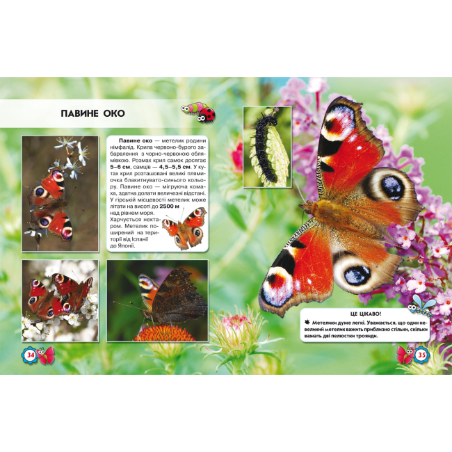 Познавательные книги (4-10 лет) - Книжка «Світ навколо нас Комахи» (9789669369208)#2