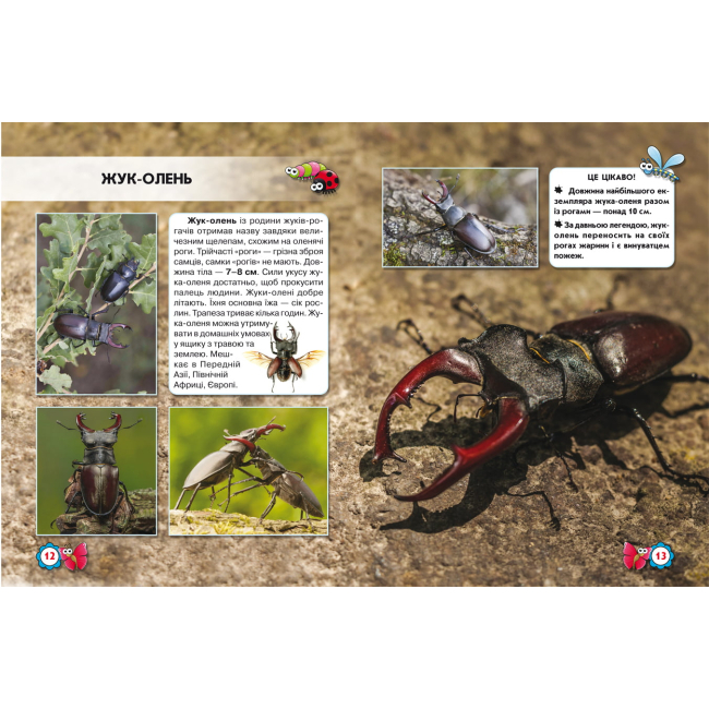 Познавательные книги (4-10 лет) - Книжка «Світ навколо нас Комахи» (9789669369208)#3