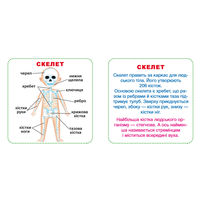 Обучающие игрушки - Умные карточки Crystal Book Мое тело 30 штук (9789669369635)#2