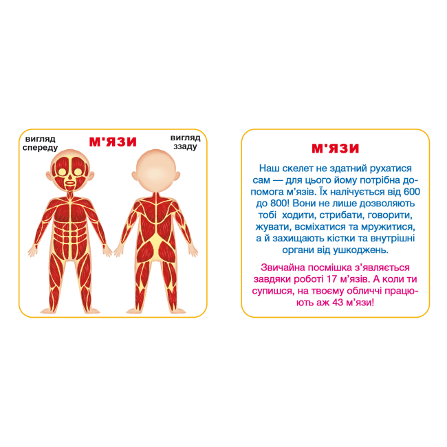 Обучающие игрушки - Умные карточки Crystal Book Мое тело 30 штук (9789669369635)#4