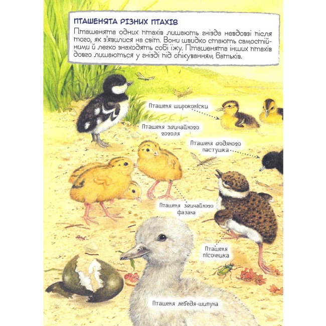 Пізнавальні книги (4-10 років) - Книжка «Хто вилупився з яйця? Дивовижний світ тварин» (121099)#3