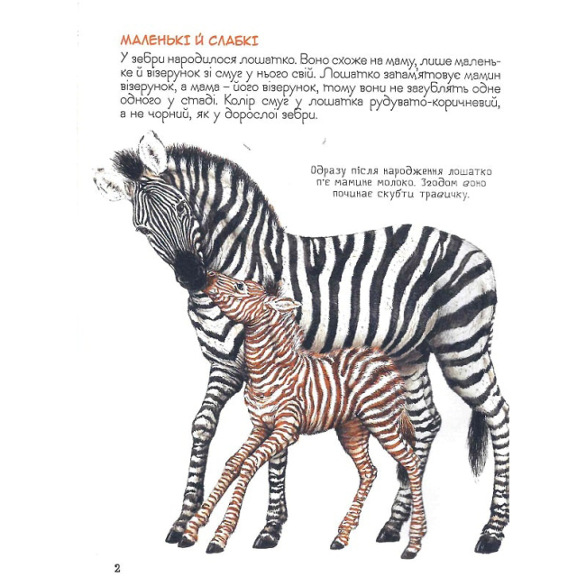 Познавательные книги (4-10 лет) - Книжка «Мами та малюки Дивовижний світ тварин» (121100)#2