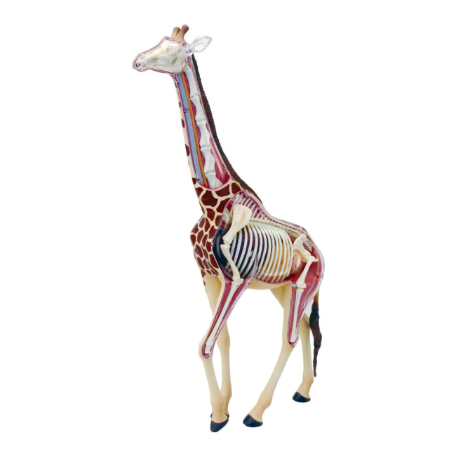 Научные игры, фокусы и опыты - Объемная модель 4D Master Жираф (FM-622011)#2