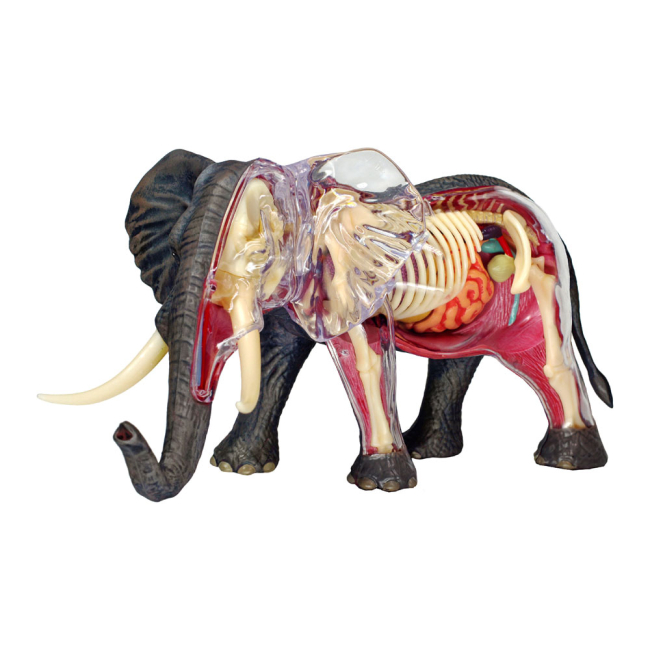 Научные игры, фокусы и опыты - Объемная модель 4D Master Слон (FM-622037)#2