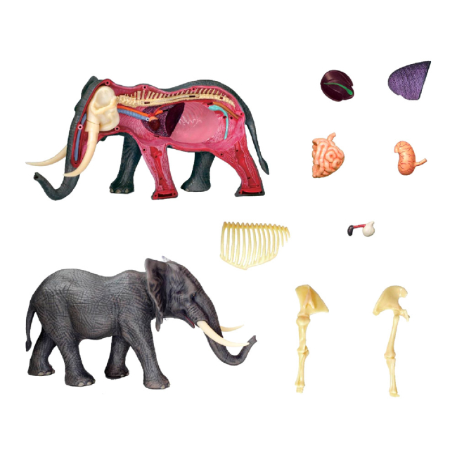 Научные игры, фокусы и опыты - Объемная модель 4D Master Слон (FM-622037)#3