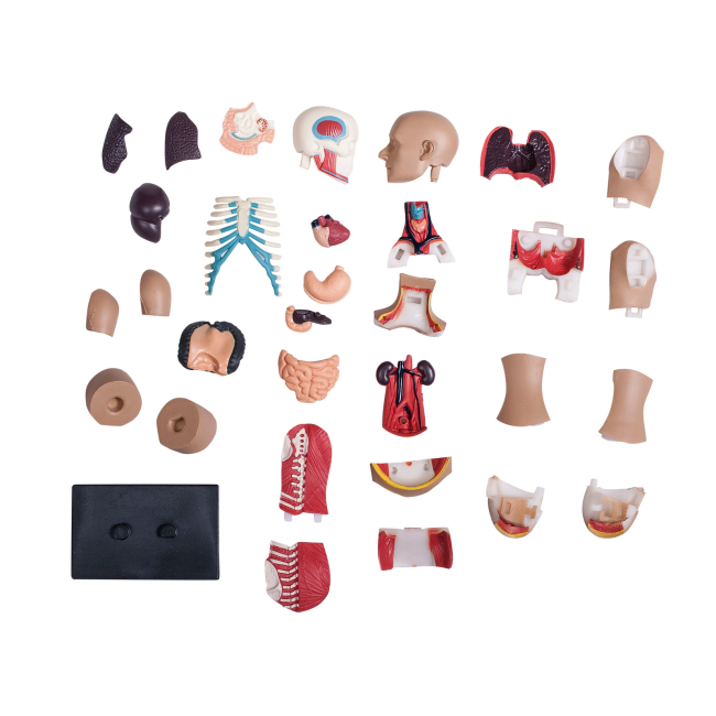 Наукові ігри, фокуси та досліди - Об'ємна модель 4D Master Тулуб людини (FM-626003)#2
