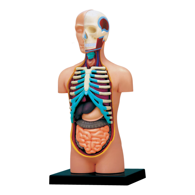 Наукові ігри, фокуси та досліди - Об'ємна модель 4D Master Тулуб людини (FM-626003)#3