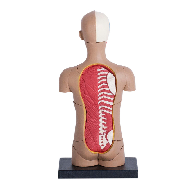 Наукові ігри, фокуси та досліди - Об'ємна модель 4D Master Тулуб людини (FM-626003)#4
