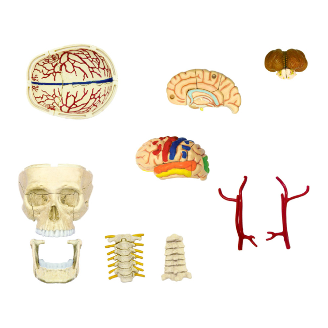 Научные игры, фокусы и опыты - Объемная модель 4D Master Черепно-мозговая коробка человека (FM-626005)#3