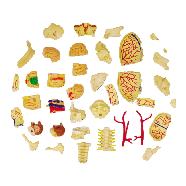 Научные игры, фокусы и опыты - Объемная модель 4D Master Черепно-мозговая коробка человека (FM-626005)#4