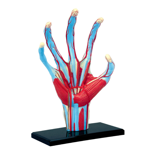 Научные игры, фокусы и опыты - Объемная модель 4D Master Рука человека (FM-626009)#2