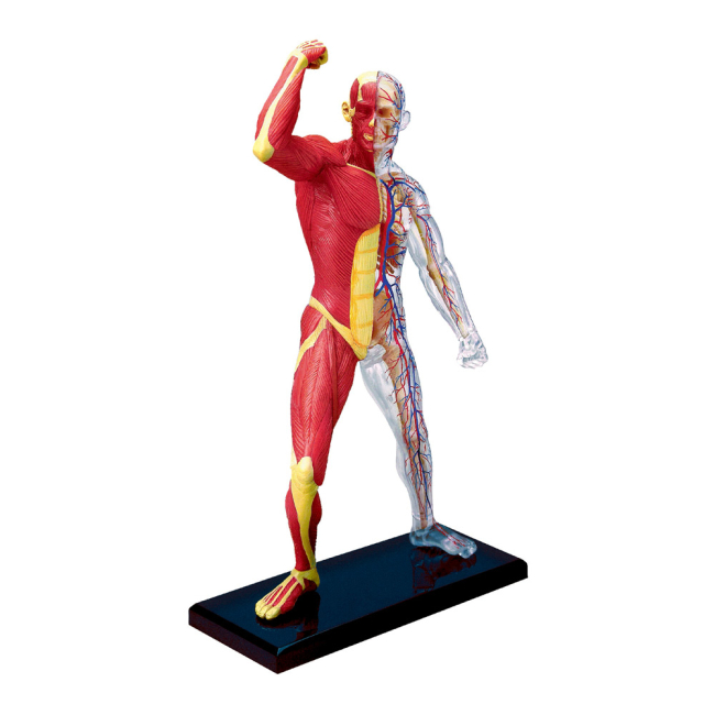 Наукові ігри, фокуси та досліди - Об'ємна модель 4D Master М'язи і скелет людини (FM-626010)#2