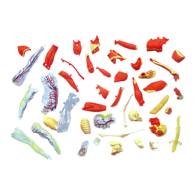 Наукові ігри, фокуси та досліди - Об'ємна модель 4D Master М'язи і скелет людини (FM-626010)#3