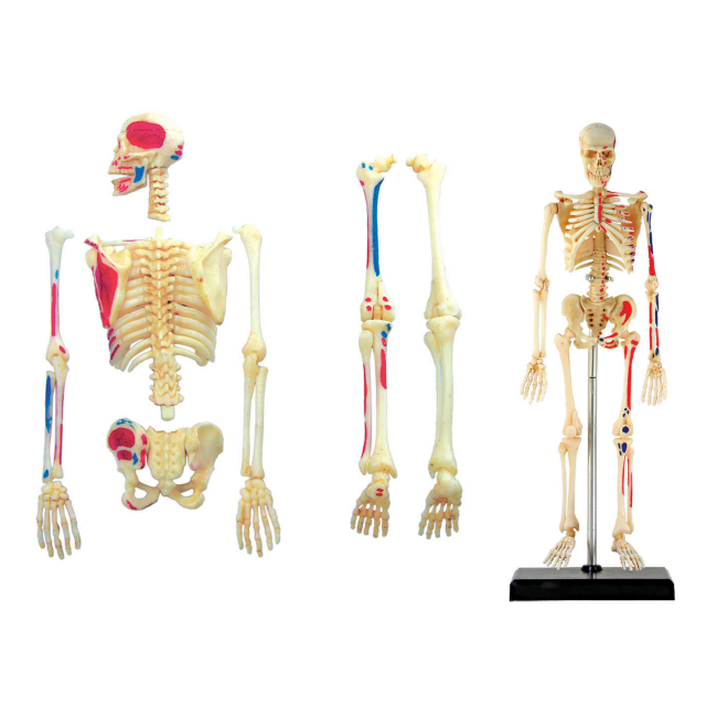 Наукові ігри, фокуси та досліди - Об'ємна модель 4D Master Скелет людини (FM-626011)#2