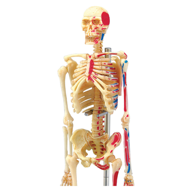 Наукові ігри, фокуси та досліди - Об'ємна модель 4D Master Скелет людини (FM-626011)#5