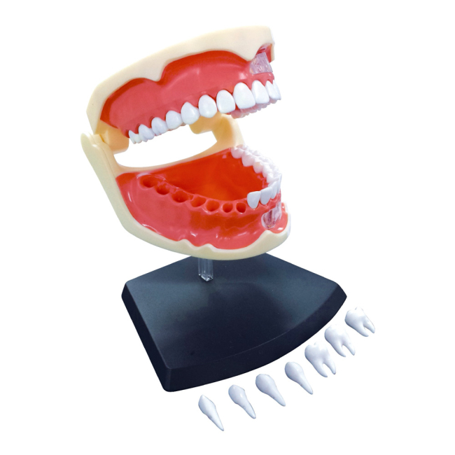 Научные игры, фокусы и опыты - Объемная модель 4D Master Зубной ряд человека (FM-626015)#3