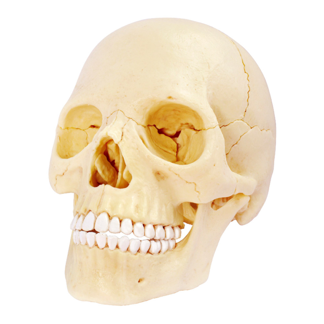 Наукові ігри, фокуси та досліди - Об'ємна модель 4D Master Череп людини (FM-626111)#2