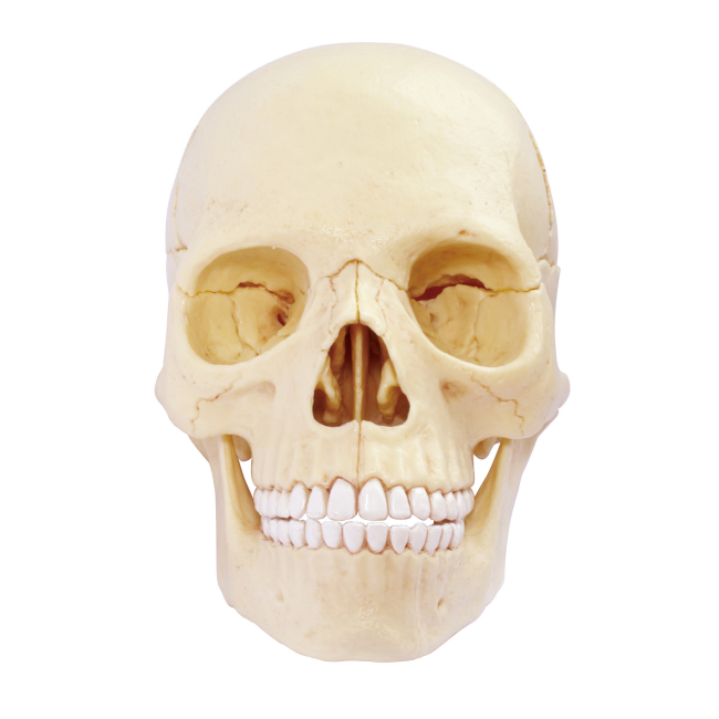 Наукові ігри, фокуси та досліди - Об'ємна модель 4D Master Череп людини (FM-626111)#3